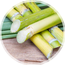 Sugar cane